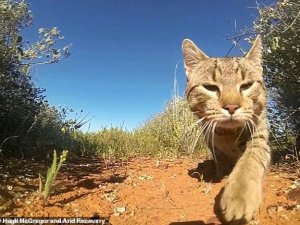 Havadan atılan zehirli sosislerle, 2 milyon kedi katledilecek!