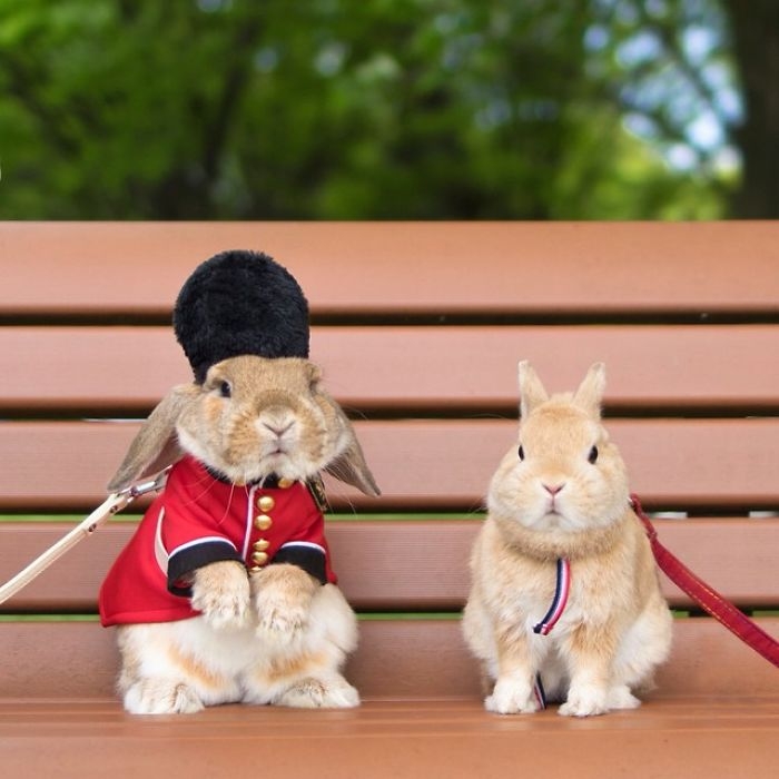 Dünya'nın en stil tavşanı ile tanışın: PuiPui galerisi resim 3