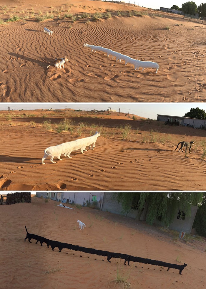 Hayvanların birbirinden komik, olmamıs panoramik fotoğrafları galerisi resim 8