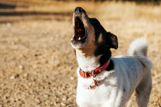 Köpekler ezan sesini duyduğunda neden ulumaya başlıyor? galerisi resim 1