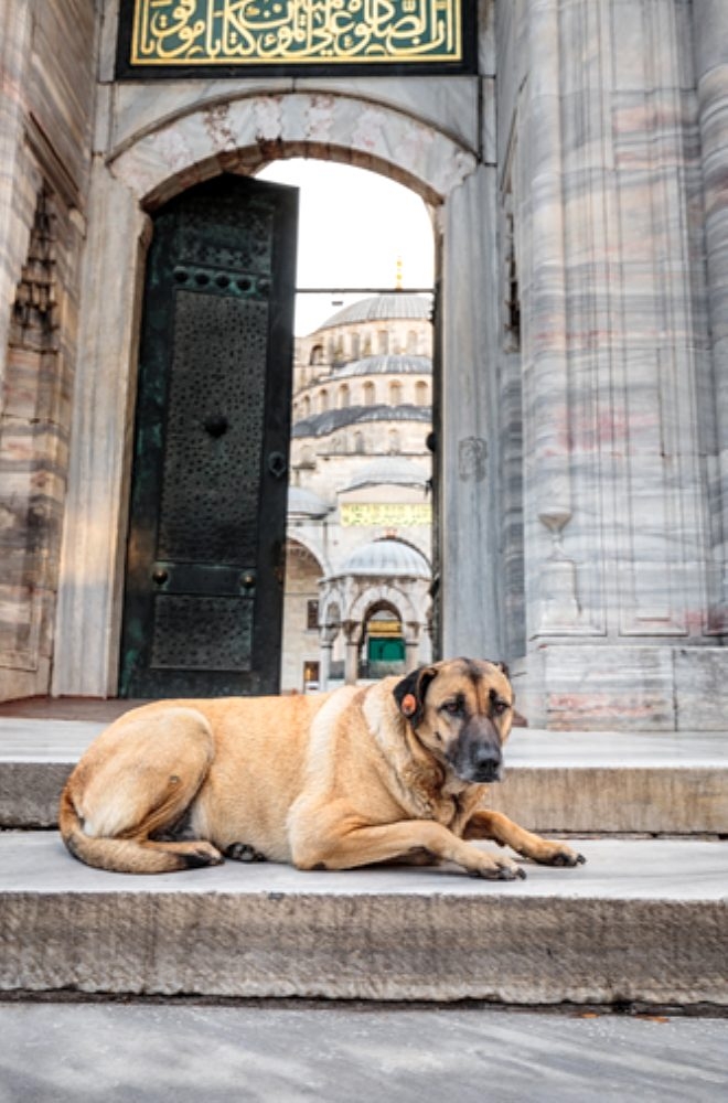 Köpekler ezan sesini duyduğunda neden ulumaya başlıyor? galerisi resim 3