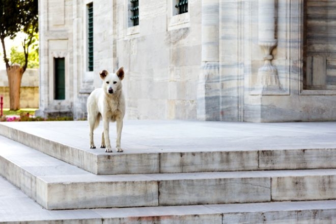 Köpekler ezan sesini duyduğunda neden ulumaya başlıyor? galerisi resim 4