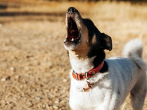 Köpekler ezan sesini duyduğunda neden ulumaya başlıyor?