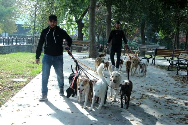 Mesleğini bırakıp bu işe girdi! günde 4 saat gezip para kazanıyor galerisi resim 4