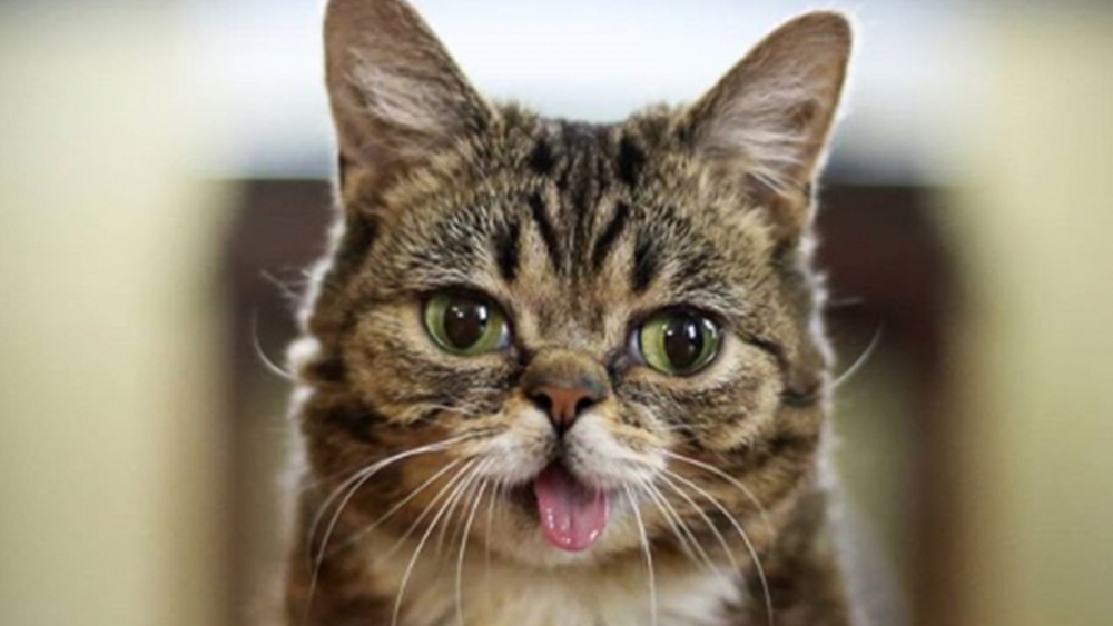 5 milyon takipçisi olan fenomen kedi Lil Bub hayatını kaybetti galerisi resim 1