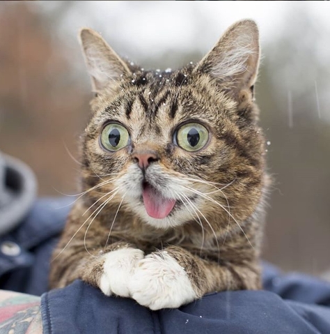 5 milyon takipçisi olan fenomen kedi Lil Bub hayatını kaybetti galerisi resim 3