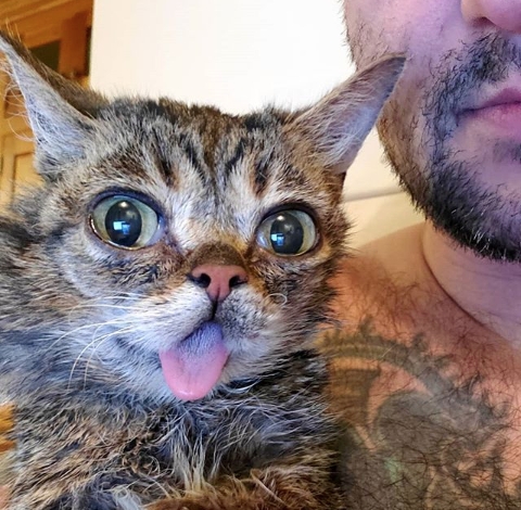 5 milyon takipçisi olan fenomen kedi Lil Bub hayatını kaybetti galerisi resim 4