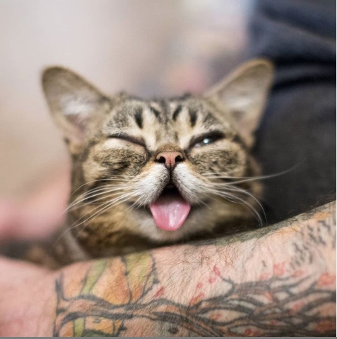 5 milyon takipçisi olan fenomen kedi Lil Bub hayatını kaybetti galerisi resim 5