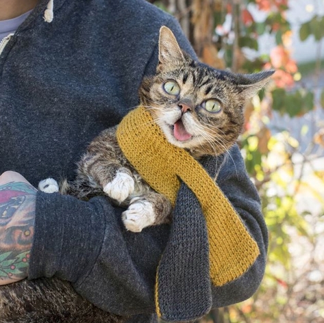 5 milyon takipçisi olan fenomen kedi Lil Bub hayatını kaybetti galerisi resim 6