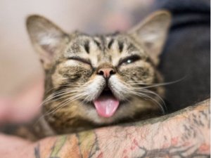 5 milyon takipçisi olan fenomen kedi Lil Bub hayatını kaybetti