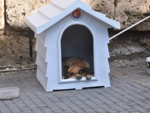 Girne Belediyesi köpeklerle ilgili çalışmalarını sürdürüyor