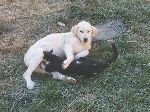 Köpek, kediye annelik yaptı