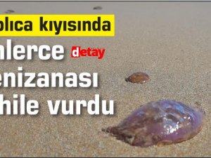 Kaplıca kıyısında binlerce zehirli Denizanası sahile vurdu