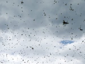 Çekirge istilası uyarısı: 20 kat daha büyük