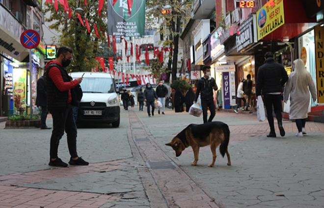 Her gün aynı yere gözünü dikip bakıyordu! "Mazgal Köpek" nöbet galerisi resim 10