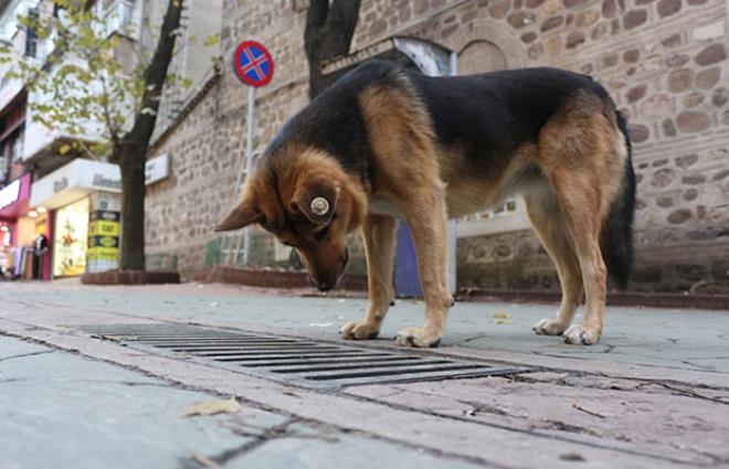 Her gün aynı yere gözünü dikip bakıyordu! "Mazgal Köpek" nöbet galerisi resim 11