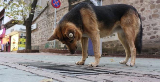 Her gün aynı yere gözünü dikip bakıyordu! "Mazgal Köpek" nöbet galerisi resim 12