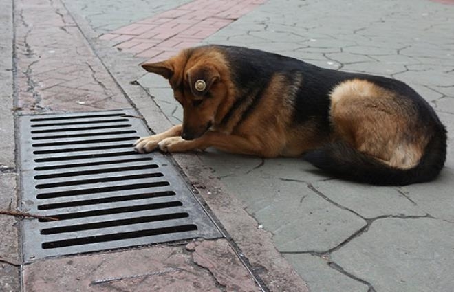 Her gün aynı yere gözünü dikip bakıyordu! "Mazgal Köpek" nöbet galerisi resim 3