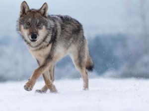 Tavuklarını yiyen kurttan kurtulmak için muhtardan yardım istedi, canınd