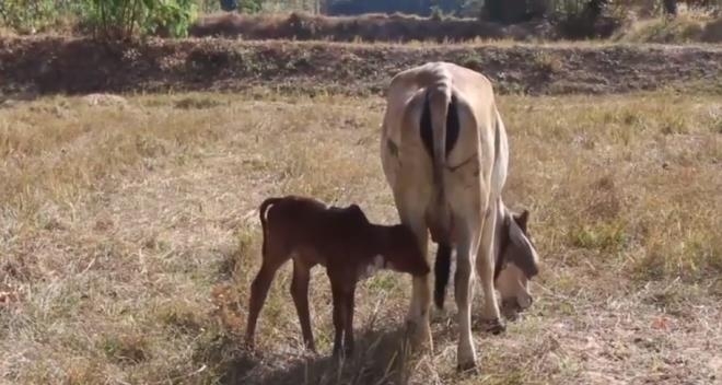 Bu buzağıyı gören piyango bileti alıp sahibinin evine koşuyor galerisi resim 3