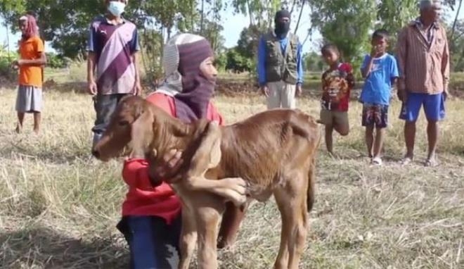 Bu buzağıyı gören piyango bileti alıp sahibinin evine koşuyor galerisi resim 6