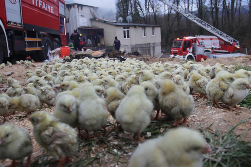 56 bin civcivin bulunduğu çiftlik alev alev yandı galerisi resim 3