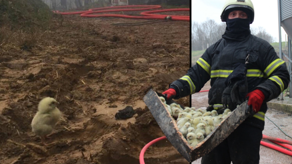 56 bin civcivin bulunduğu çiftlik alev alev yandı galerisi resim 4