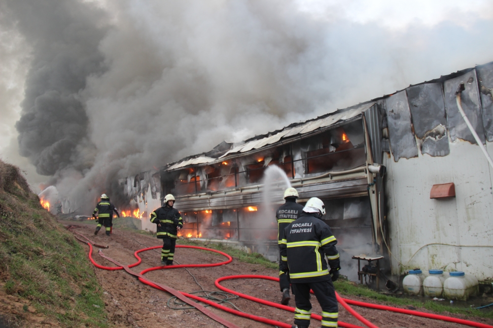 56 bin civcivin bulunduğu çiftlik alev alev yandı galerisi resim 5