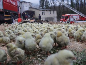 56 bin civcivin bulunduğu çiftlik alev alev yandı