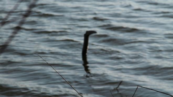 Loch Ness Gölü Canavarı yeniden ortaya çıktı! galerisi resim 11