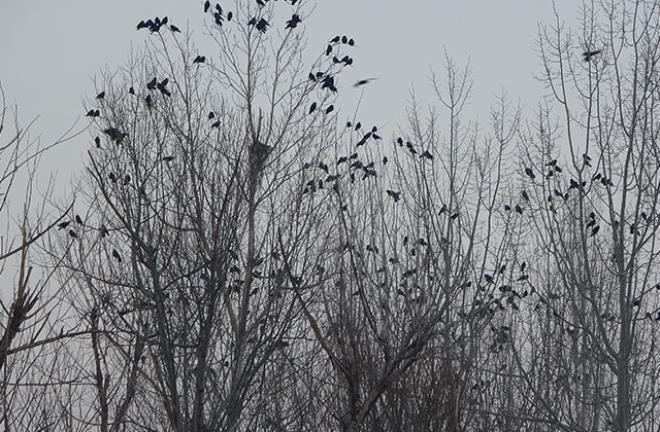 Yüksekova'da binlerce karga 5 yıldır bu mahalleyi terk etmiyor galerisi resim 12