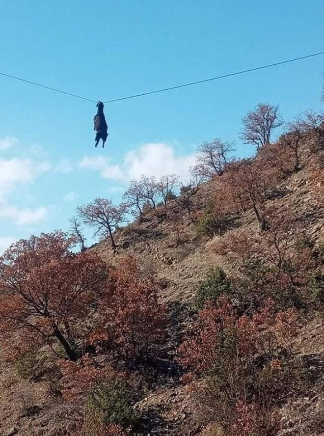 Boynuzu tellere takılan keçi gökyüzünde böyle süzüldü galerisi resim 2