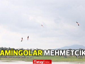 Mehmetçik Sulak alanında görsel şölen