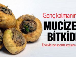 Genç kalmanın sırrı mucizevi bitkide