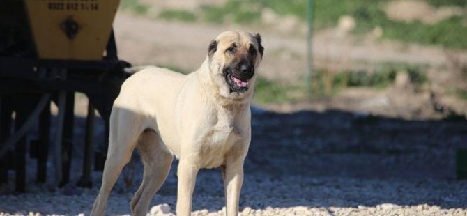 “Köpekleri kanser ve Kovid-19 ön tanısı koymak için kullanabiliriz”