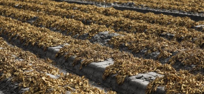 ABD'de çiftçiler mahsullerini çöpe döküyor