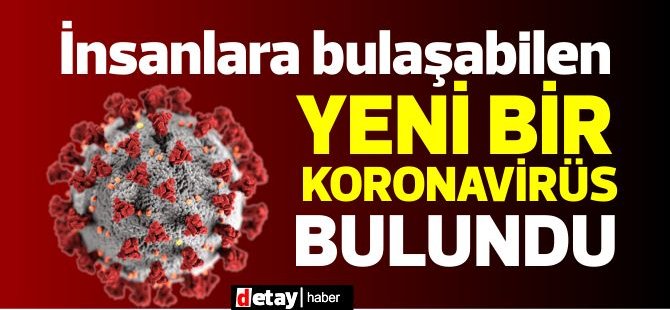 Araştırma: Yeni bir koronavirüsün insanlara da bulaşabileceği keşfedildi