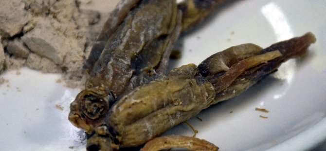 Bağışıklığı Güçlendiren 'Ginseng'in Kilosu Cep Yakıyor