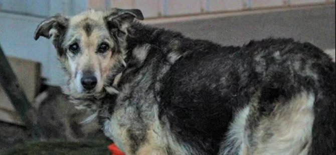 Tiner dökülerek yakılan köpek yaşama tutundu: 'İnsanlardan çok korkuyor'