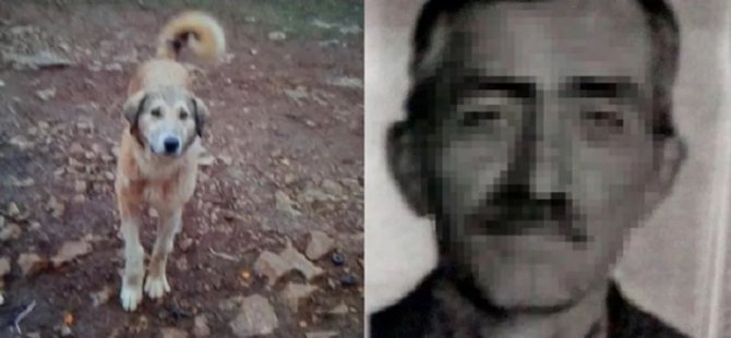 Köpeğini 'fazla ekmek yiyor' diye öldürdü, damadı şikayetçi oldu