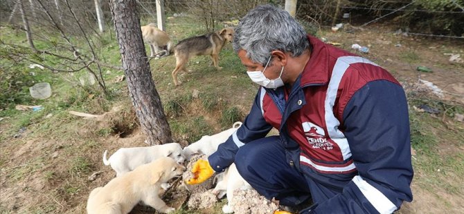 Ekmekler ve artan yemekler çöpe değil sevimli dostlara gidiyor