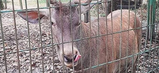 Zonguldak’ta hayvanat bahçesinden kaçırdıkları geyiği kesip yiyen iki kişi tutuklandı