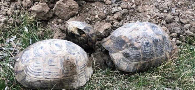 Baz istasyonu için izinsiz ağaç kestiler, onlarca kaplumbağa öldü