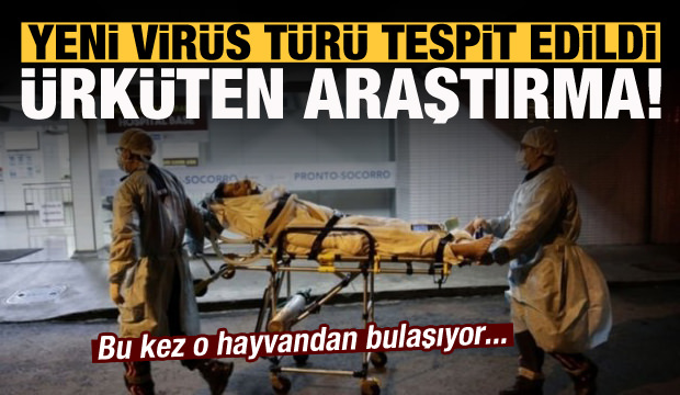 Ürküten araştırma açıklandı! Yeni koronavirüs türü tespit edildi, bu kez köpekler...