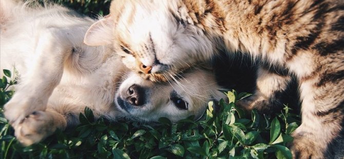 Araştırma: Covid-19 evcil kedi ve köpeklerde yaygın görülüyor