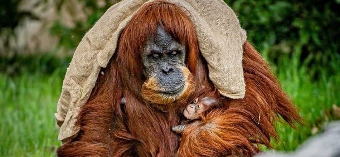 Yavru Sumatra Orangutanı Hayvanat Bahçesinin Neşe Kaynağı Oldu