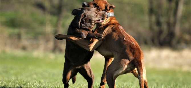 Yine Bir Köpek Katliamı Gerçekleşti