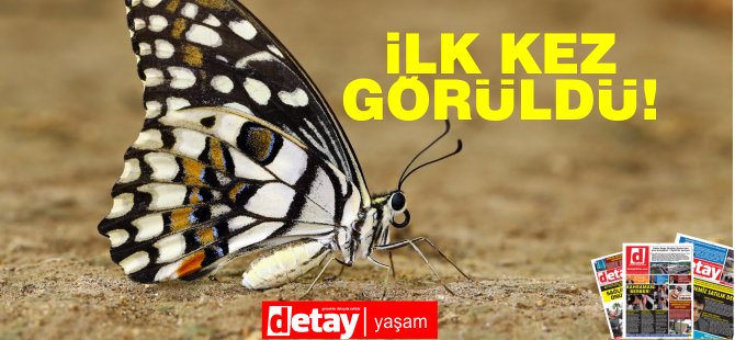 Kıbrıs’ta yeni bir kelebek türü görüldü