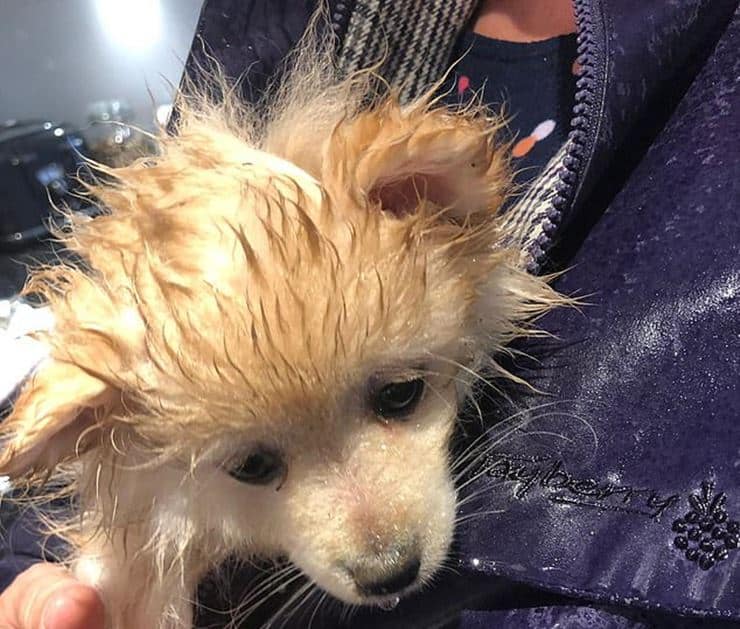 Veteriner masrafını ödeyemem diye yavru köpeği diri diri gömen kişi 18 ay hayvan sahibi olmayacak