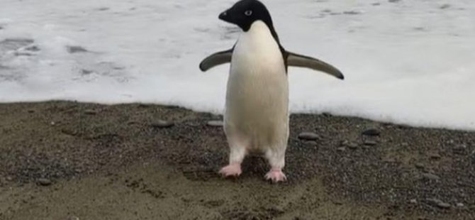 Penguen yolunu şaşırdı, Antartika'dan Yeni Zelanda'ya ulaştı